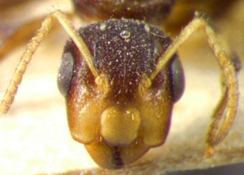 Media type: image; Entomology 21564   Aspect: head frontal view